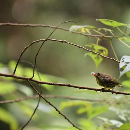 Aa Homestay Mulu Esterno foto